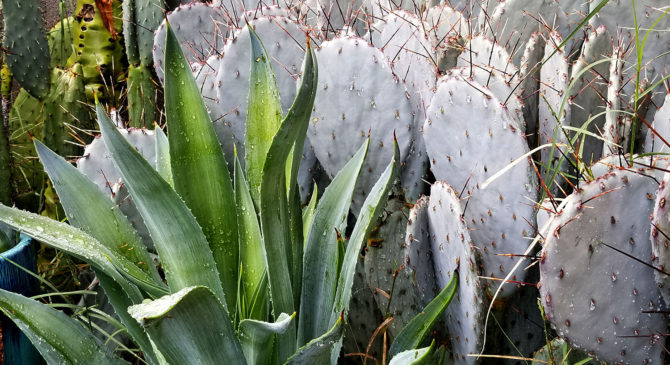 Rainy phoenix day and public art