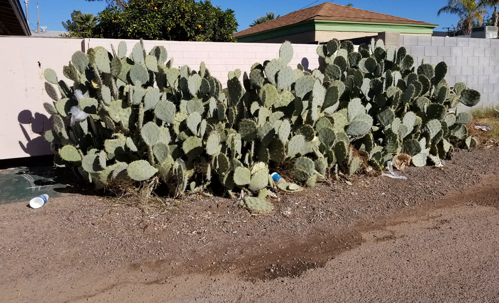 Cyanobacteria and cactus similarities